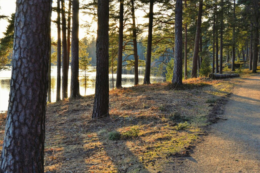 Un tranquilo camino forestal bajo un cálido amanecer junto a un resplandeciente lago en Suecia.