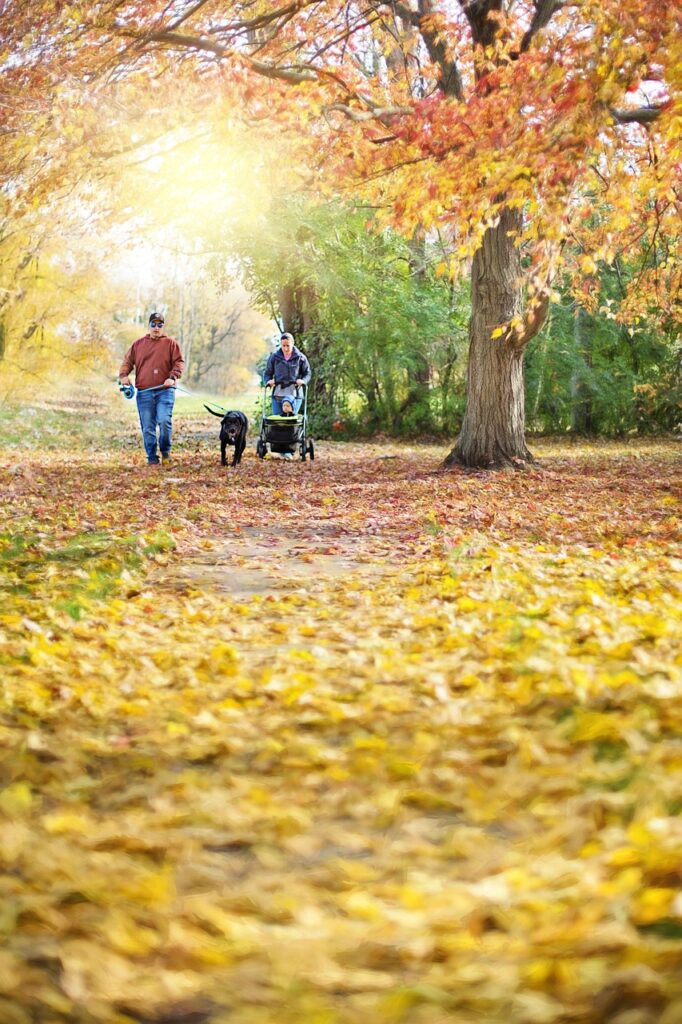 paseo, otoño, caminar, familia, color del otoño, otoño